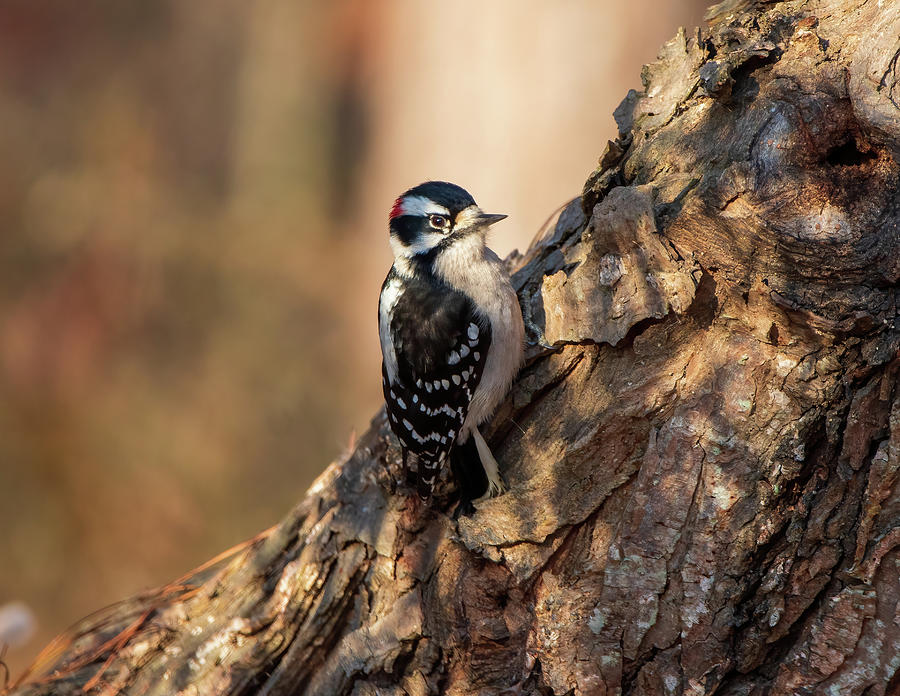 Woodpecker Photograph - In The Morning Light by Chad Meyer