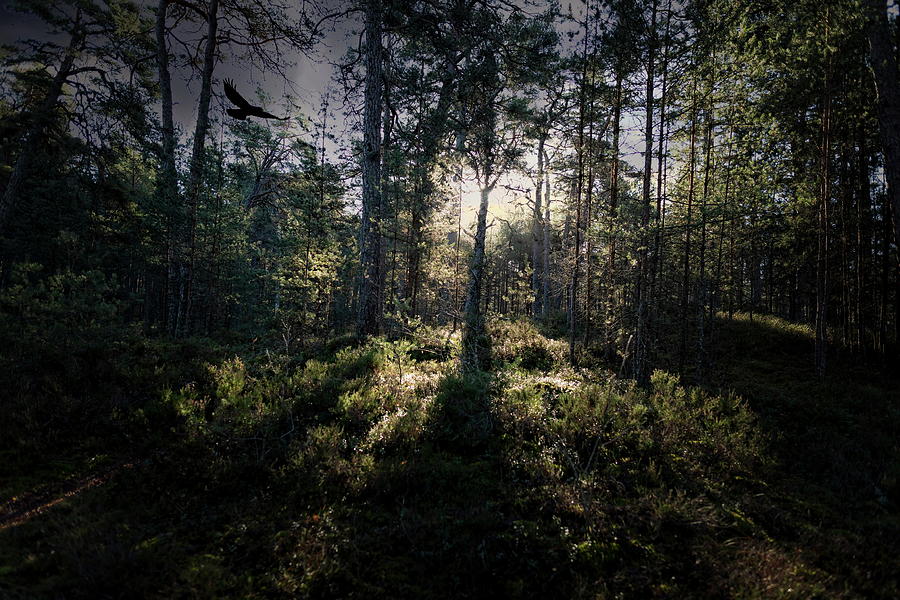 In the Morning November Forest  Latvia  Photograph by Aleksandrs Drozdovs