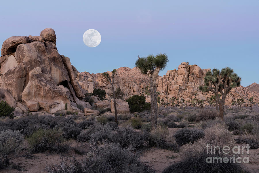 Joshua Tree National Park Photograph - In The Nick Of Time by Sandra Bronstein
