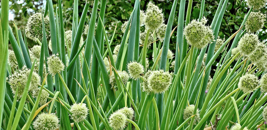 In The Onion Garden Photograph