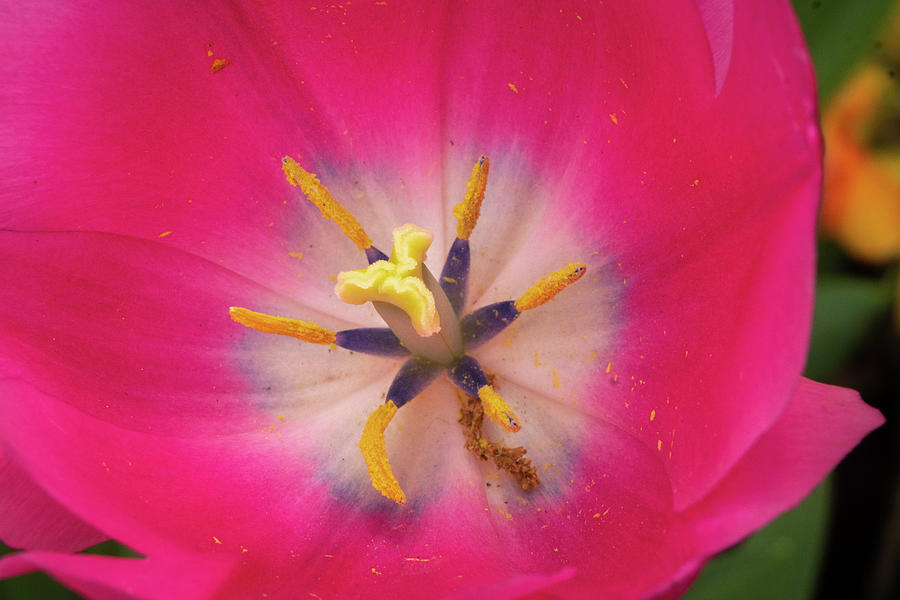 Tulip center Photograph by David Coblitz
