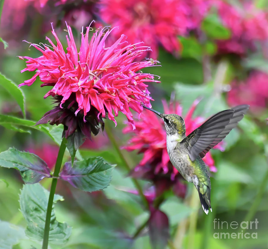 In The Pink - Hummingbird Photograph by Kerri Farley