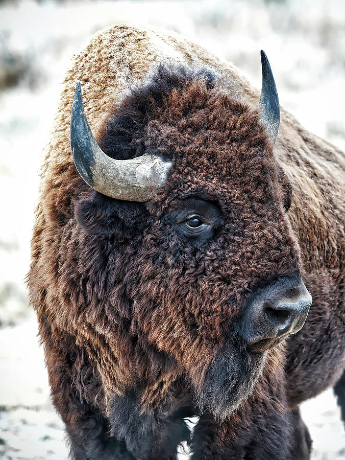 In The Presence of Bison in Rocky Mountain Arsenal National Wildlife Refuge Photograph by OLena Art