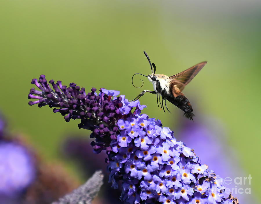 In The Purple - A Hummingbird Moth Photograph