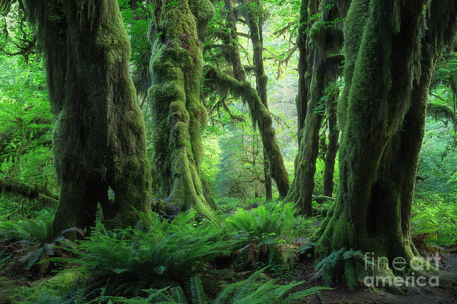 Olympic National Park Photograph - In the Rain Forest by Masako Metz