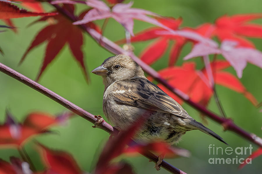 Sparrow Photograph - In The Red - Common Sparrow - Passer domesticus by Spencer Bush