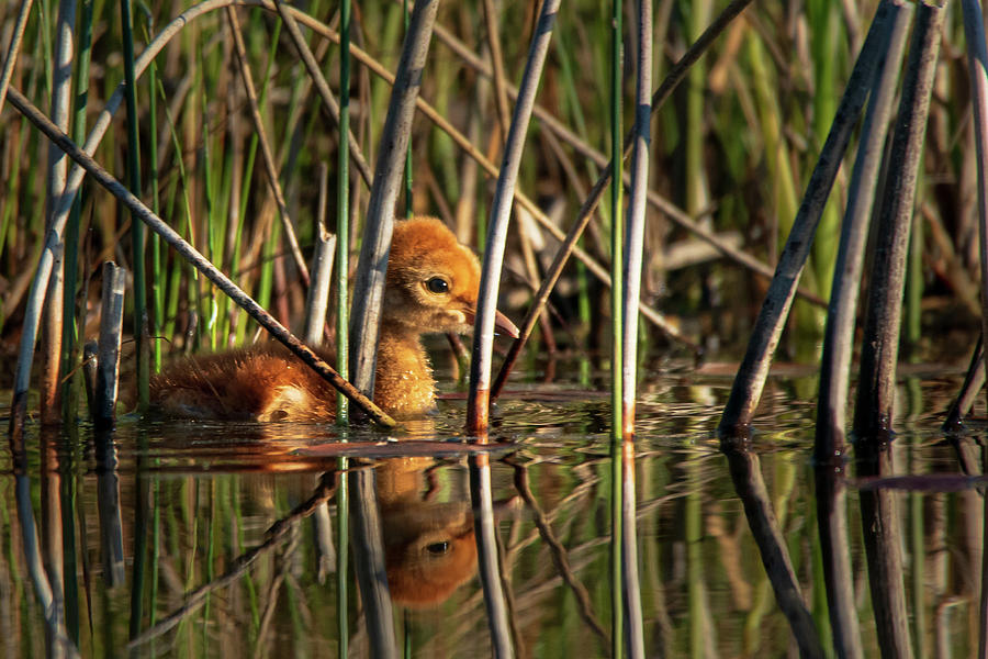 In The Reeds Photograph by David Heilman