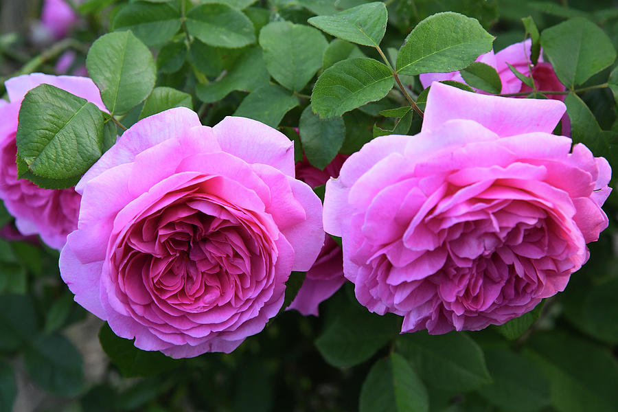 In The Rose Garden Photograph by Robert Tubesing - Fine Art America