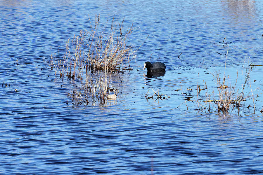 In the search. Eurasian coot Photograph by Jouko Lehto