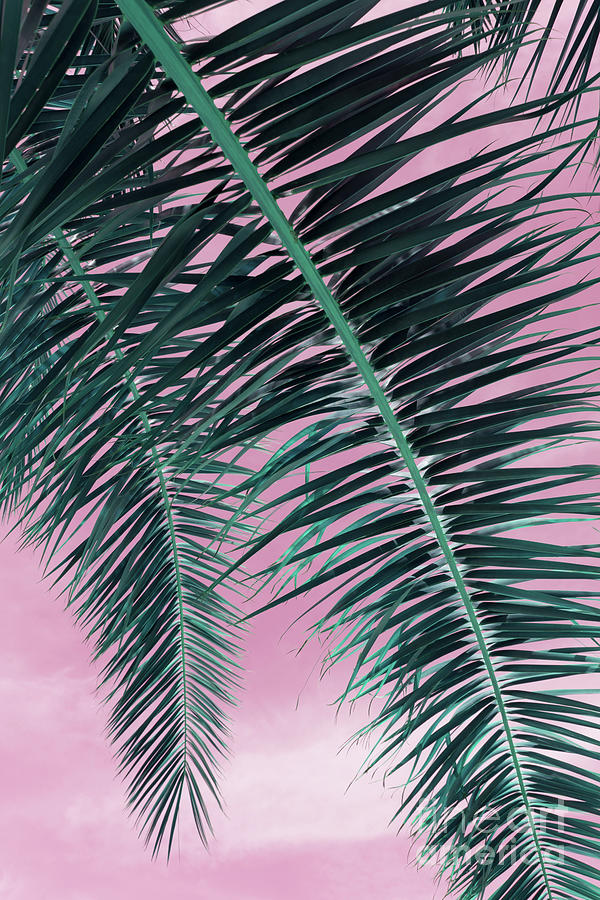 In the shade of a date palm, leaves and pink sky Photograph by Adriana Mueller