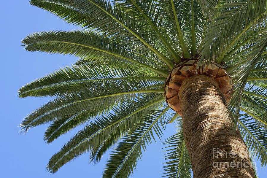 In the shade of a tall palm tree, summer on the beach Photograph by Adriana Mueller