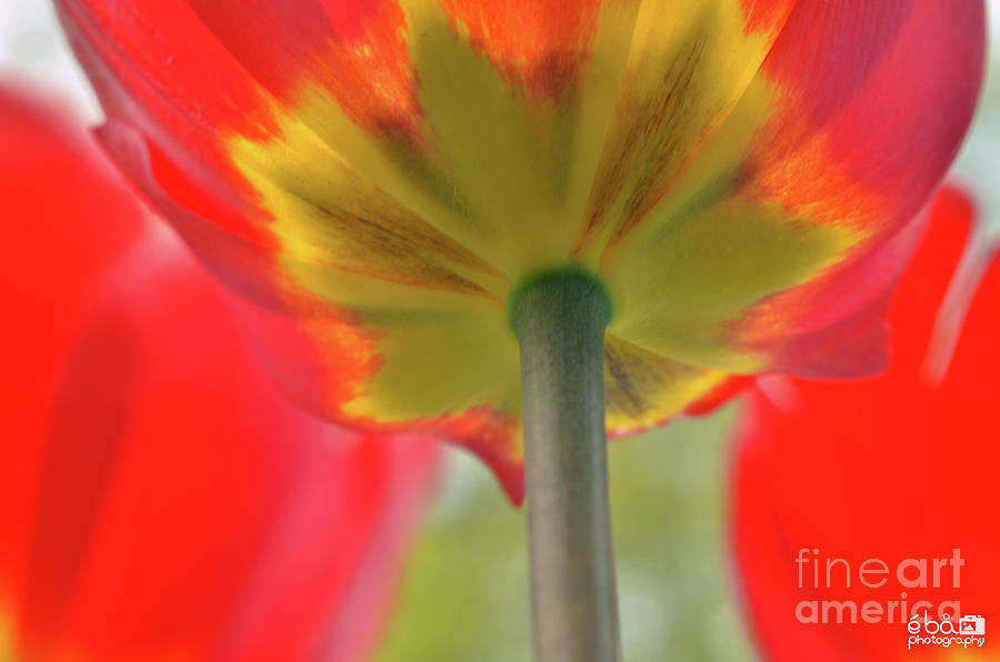 In the shade of a Tulip Photograph by Elaine Berger