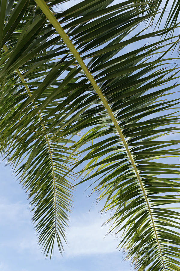 In the shade of a date palm, leaves and blue sky Photograph by Adriana Mueller