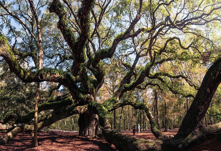In the Shade of the Angel Oak Tree Photograph by Dimitry Papkov