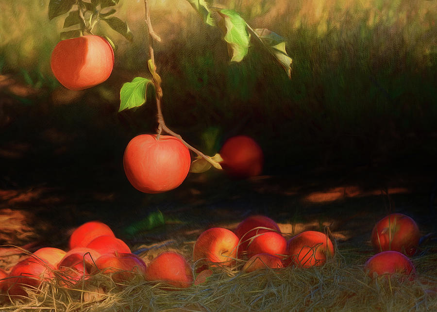 Apple Photograph - In the Shade of the Old Apple Tree by Nikolyn McDonald