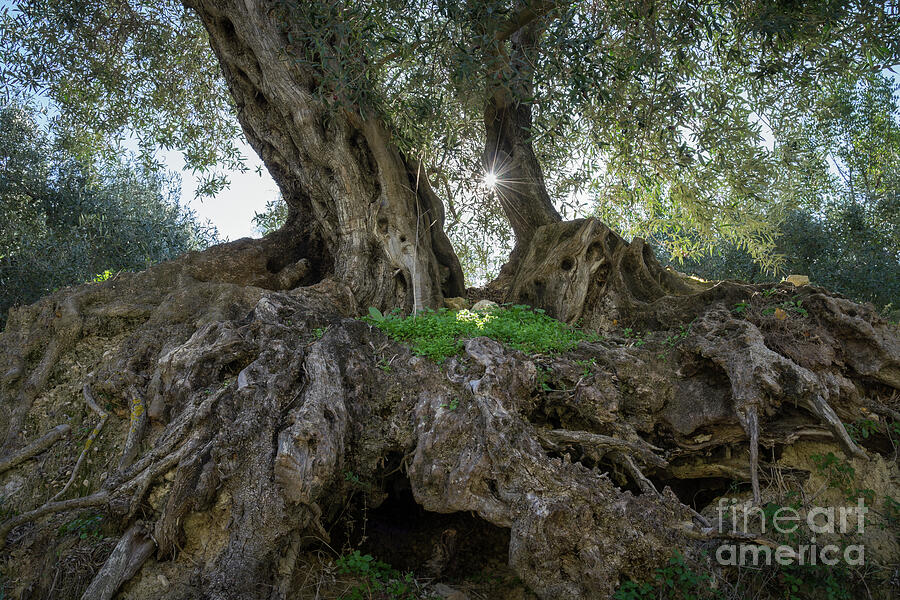 In the shade of the olive tree Photograph by Adriana Mueller