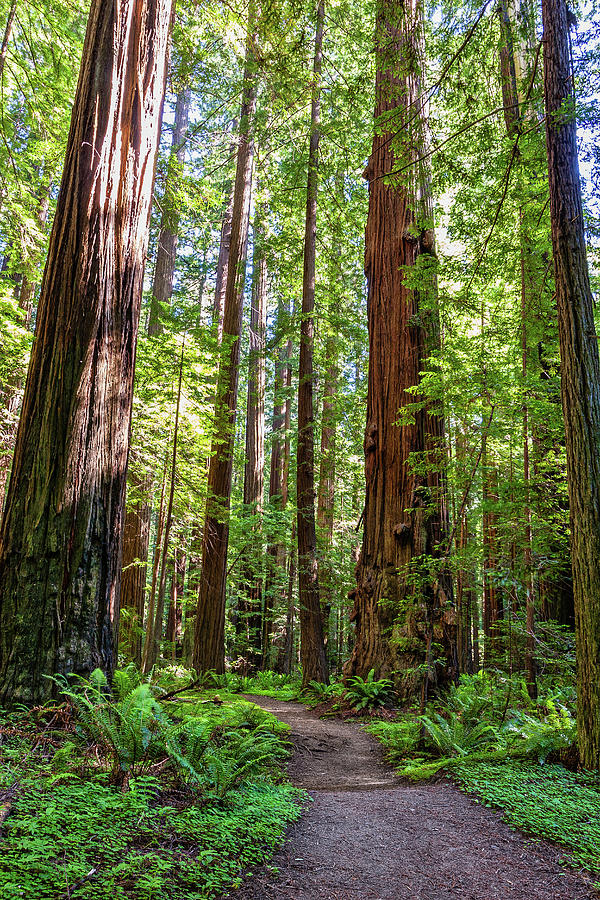 In the Shade of the Tall Redwoods Photograph by Dan Carmichael