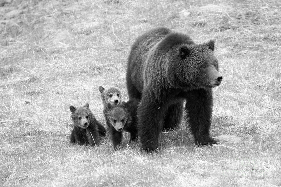 In The Shadow Of Mom Black And White Photograph by Adam Jewell