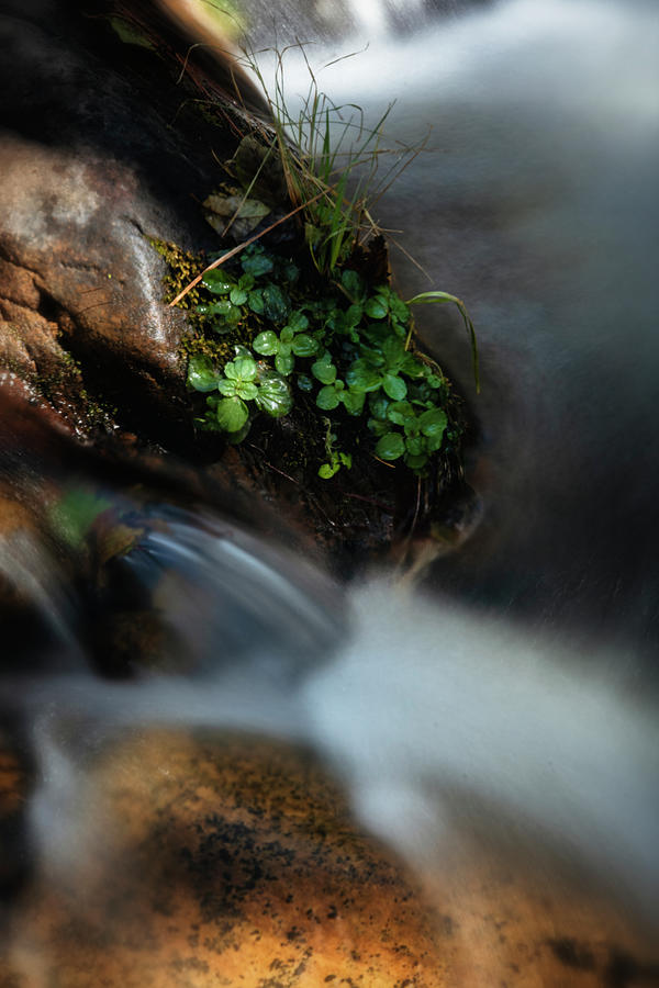 Waterfall Photograph - In The Shadow Of The Creek  by Saija Lehtonen