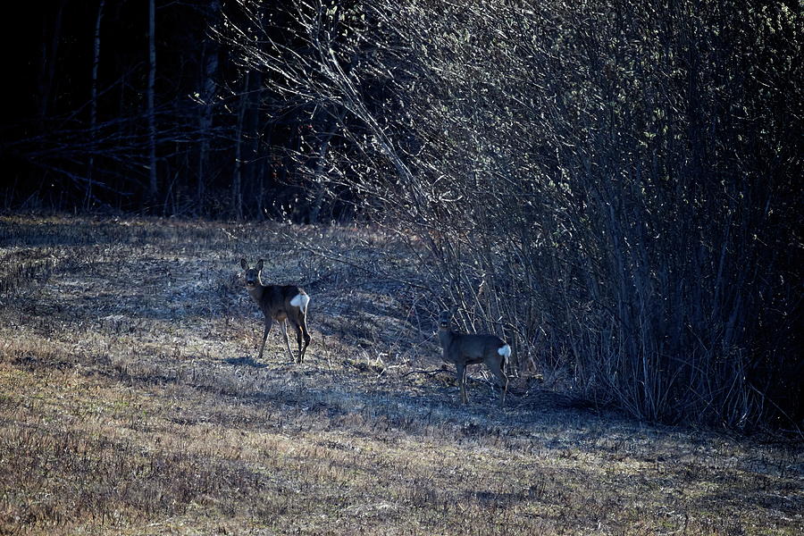 In the shadows. Roe deer Photograph by Jouko Lehto