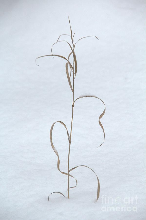 Grass Photograph - In The Snow by Roland Stanke Grass Photograph - In The Snow by Roland Stanke