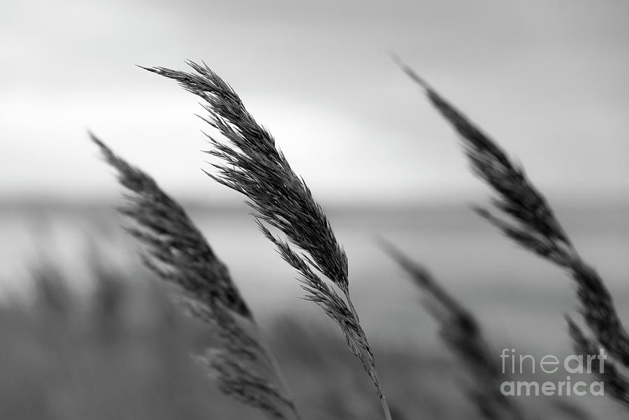 In the Soft Breeze - black and white version Photograph by Daniel M Walsh