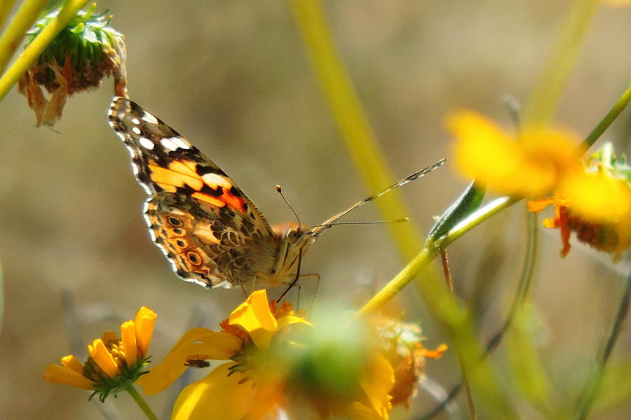 Butterfly Photograph - In the Sonoran Spring by Bill Tomsa