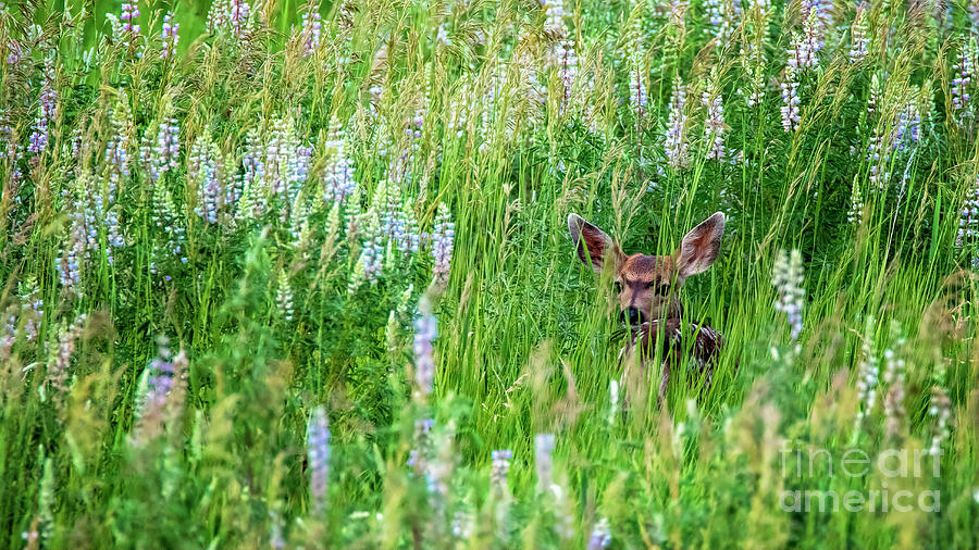 In The Tall Grass Photograph