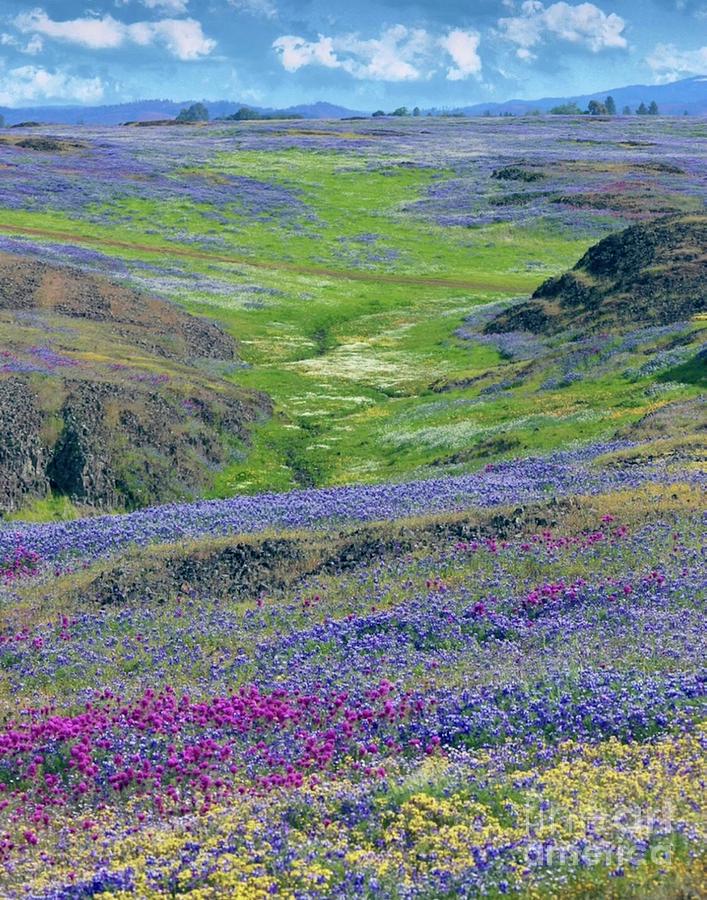 In the Valley of Wildflowers Photograph by Lisa Billingsley