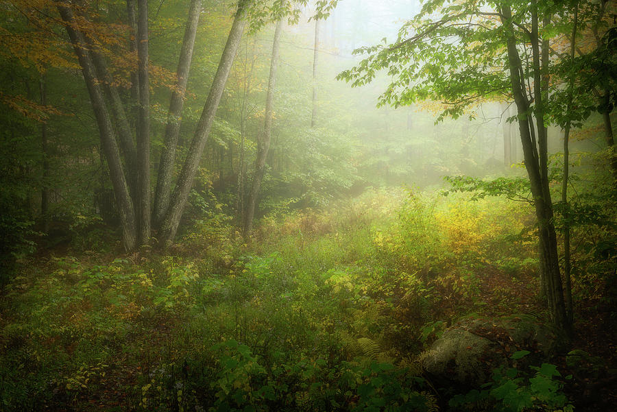 In the woods #1 Photograph by Henry w Liu