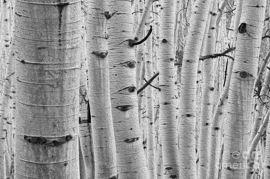 In The Woods Barefaced Birch Tree  Photograph by Nikki Vig