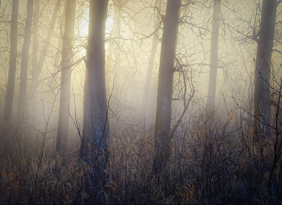 In The Woods Photograph by Dan Jurak