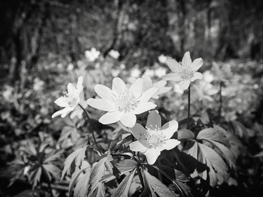 In the woods down on the ground. Wood anemone bw Photograph by Jouko Lehto