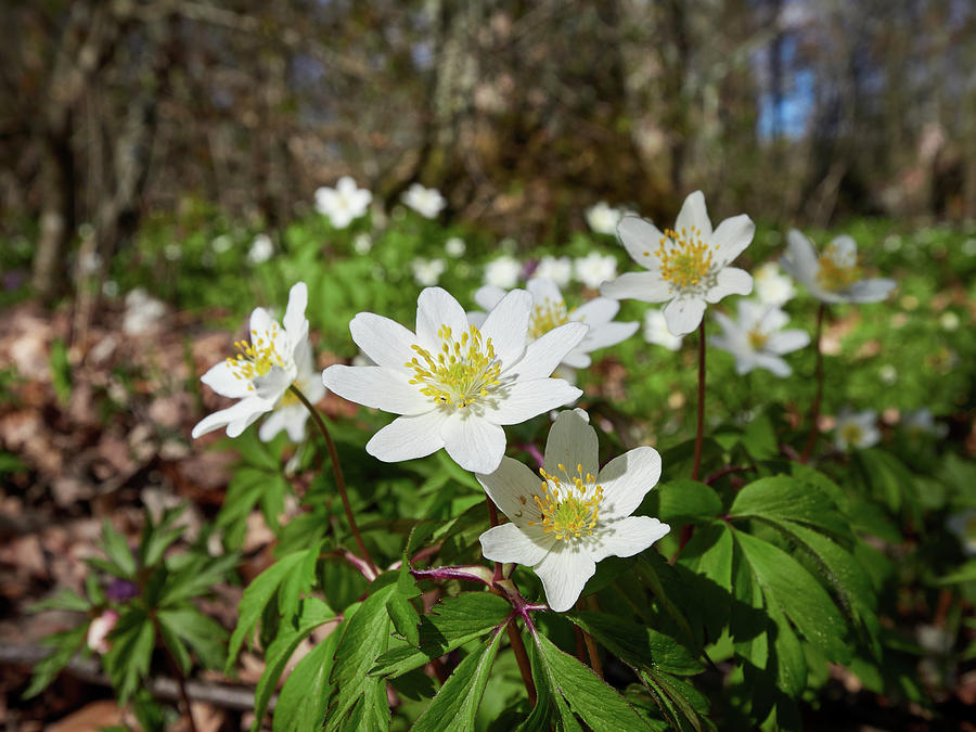 In the woods down on the ground. Wood anemone Photograph by Jouko Lehto