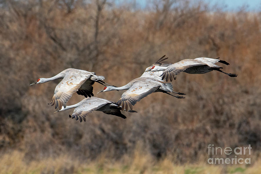 Wildlife Photograph - In Tight Formation by Michael Dawson