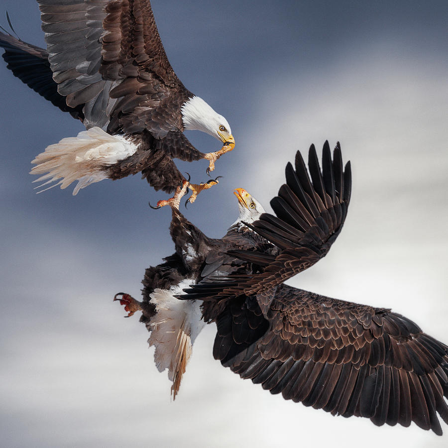 In your face bald eagles Photograph by Murray Rudd