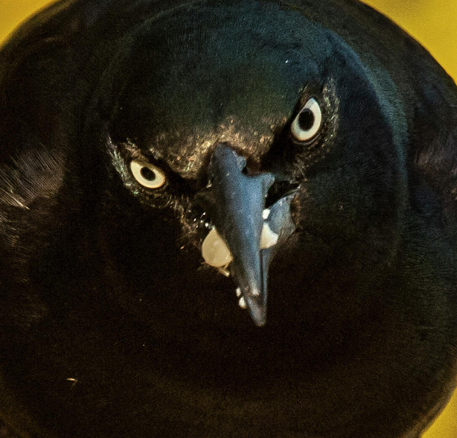 In Your Face Grackle Photograph by Jim Moore