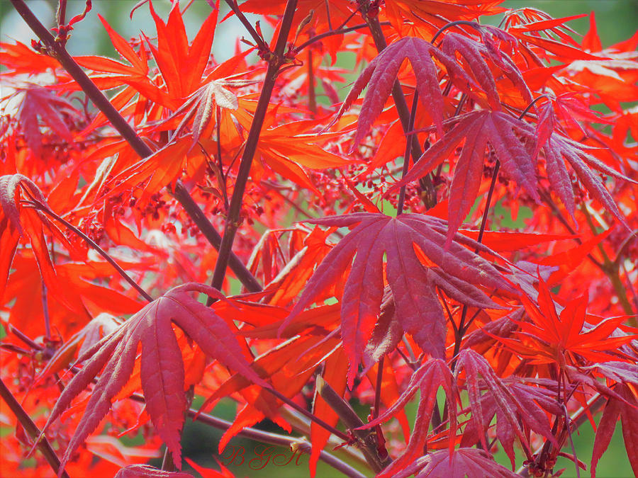 In Your Face Japanese Maple Leaves - Nature Photography - Images From the Garden Photograph by Brooks Garten Hauschild