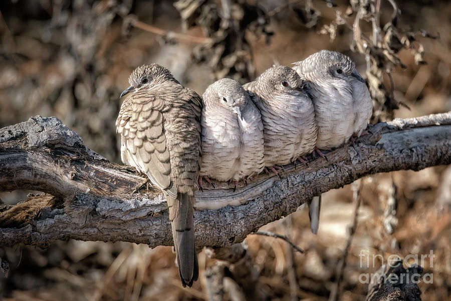 Inca Doves Snuggling On Log Photograph by Al Andersen