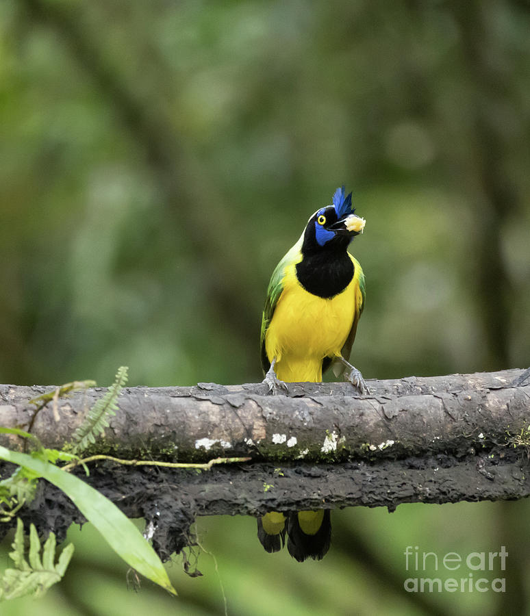 Wildlife Photograph - Inca Jay by Eva Lechner