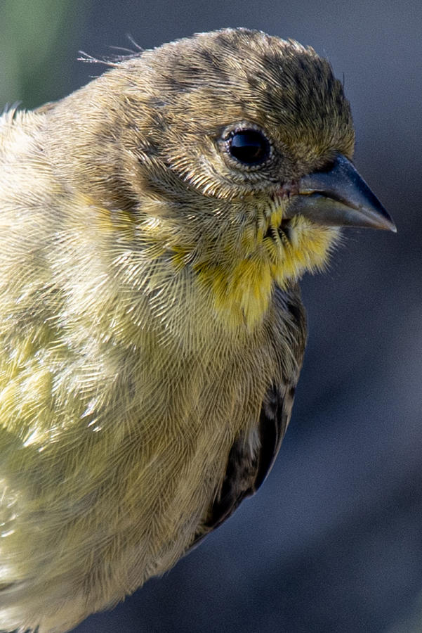 Inch Of Finch Photograph