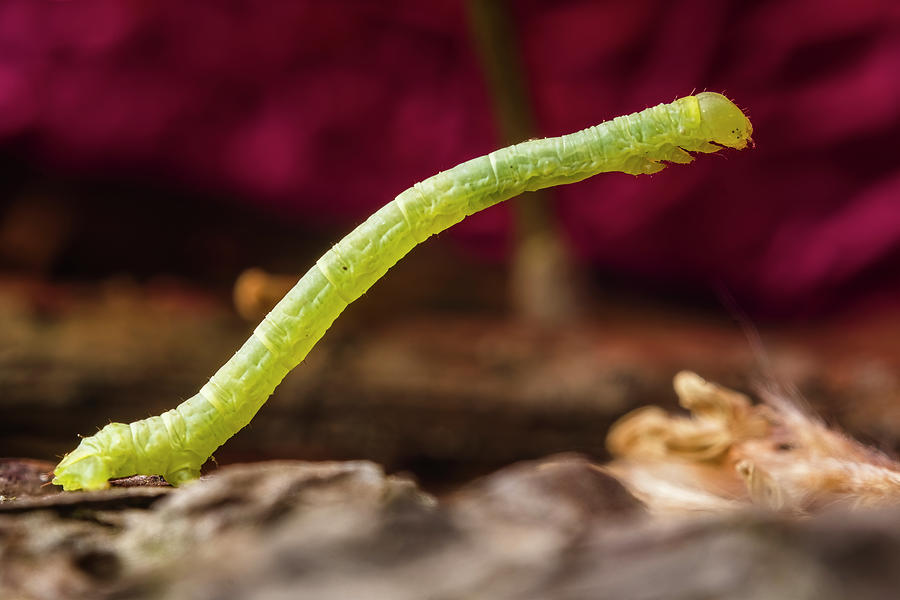 Inchworm aka Geometer Moth Caterpillar Photograph by Aron Sanzio | Fine ...