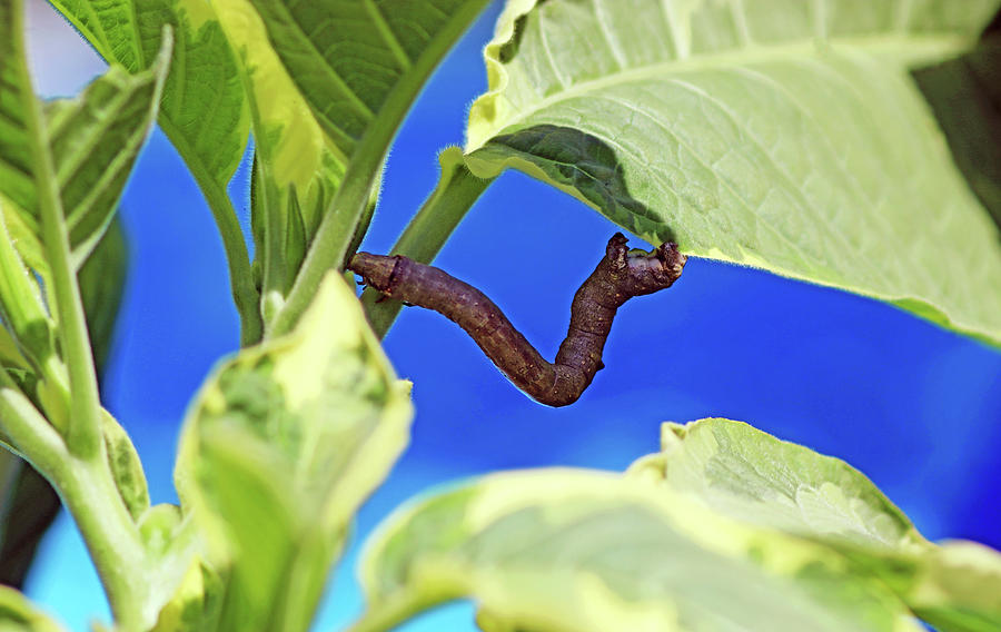 Inchworm Photograph by Debbie Oppermann