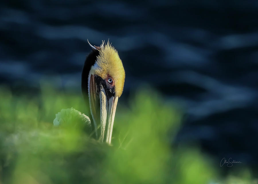 Incognito Pelican  Photograph by Alice Schlesier