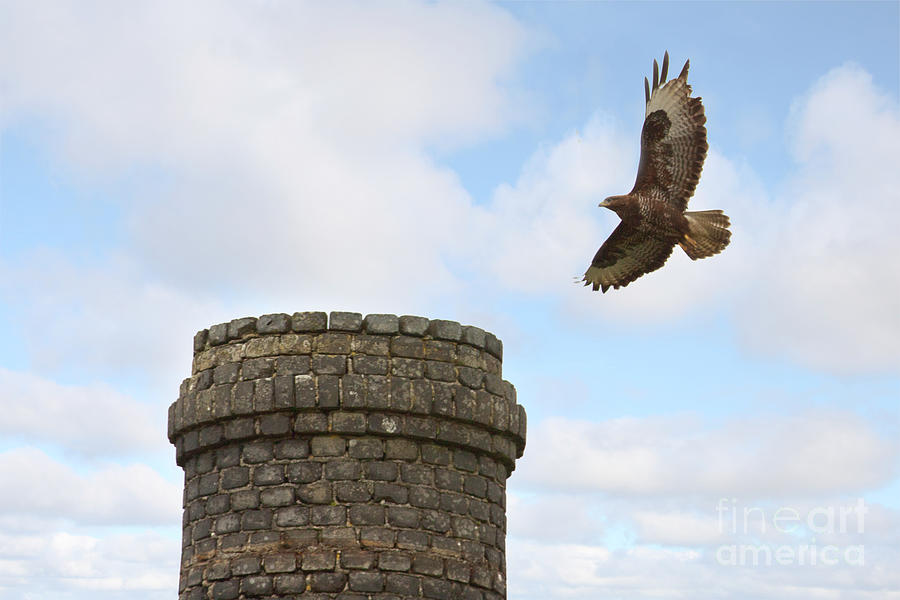 Incoming Buzzard Photograph by Terri Waters
