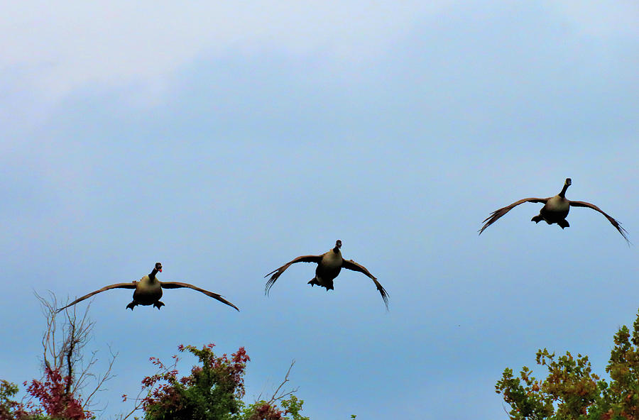 Incoming - Canada Geese Photograph by Linda Stern