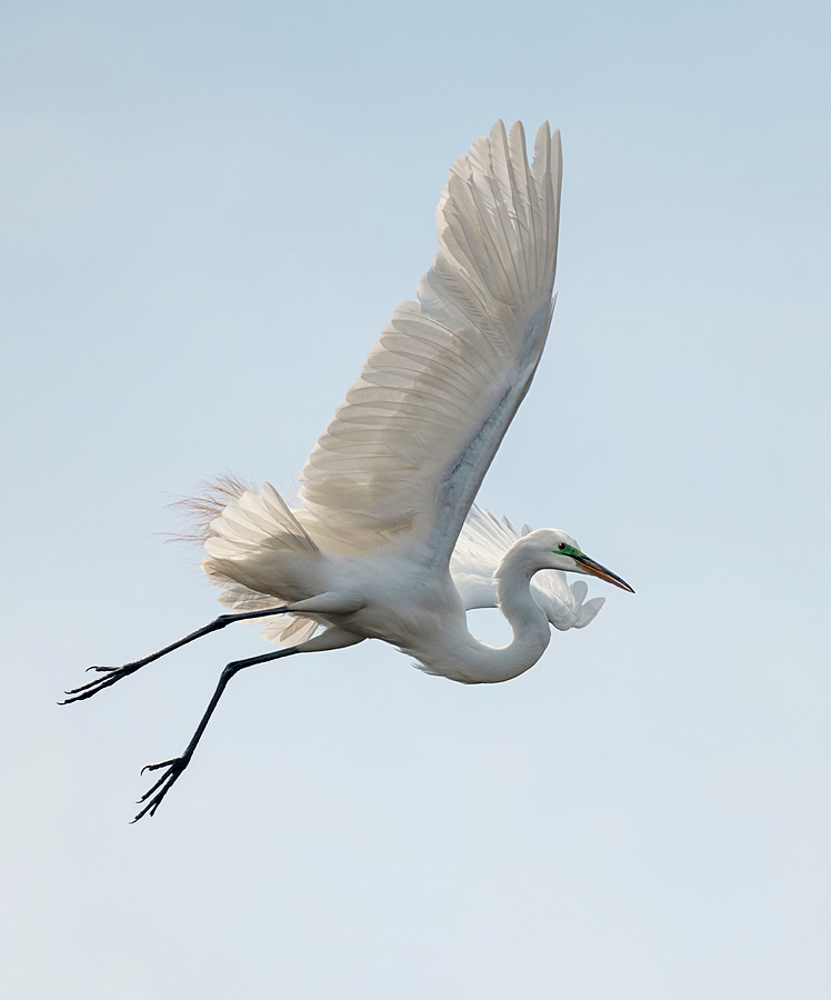 Incoming Egret Photograph by Loree Johnson