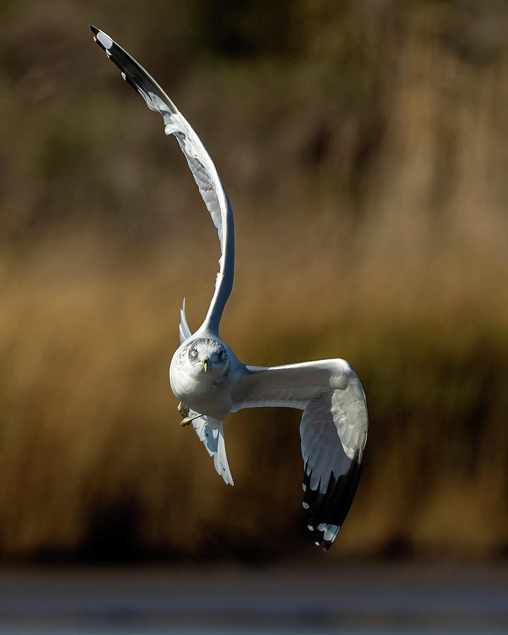 Incoming Gull Photograph by Alan Raasch