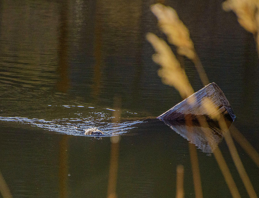 Incoming Muskrat Photograph by Aliesha Shepherd - Fine Art America