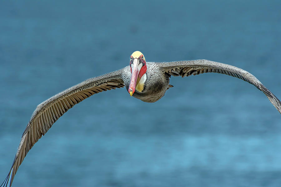 Incoming Pelican Painting by Jerry Cahill